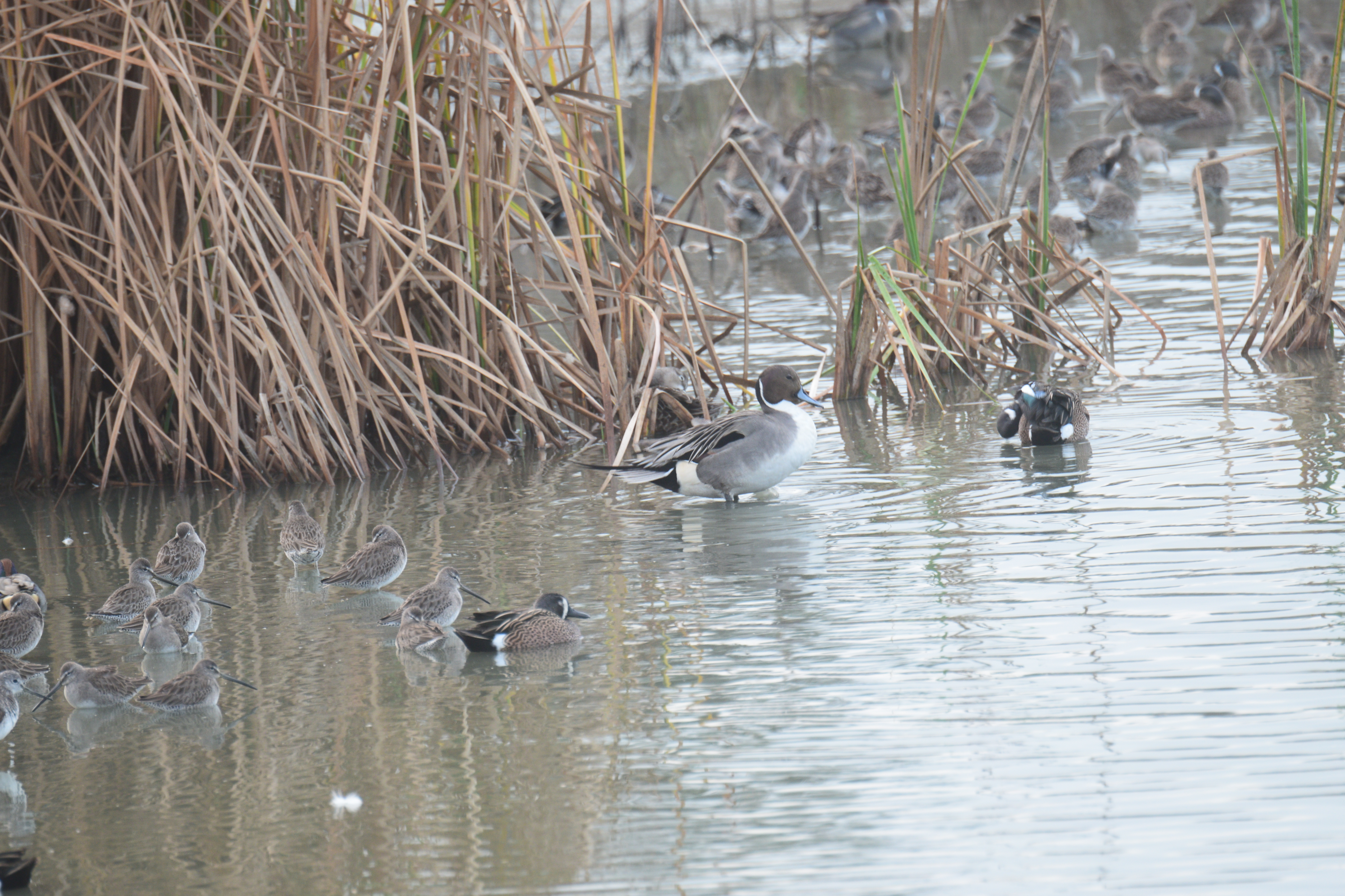 Wildlife photography